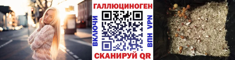 Купить Костерёво Псилоцибиновые грибы Psilocybe